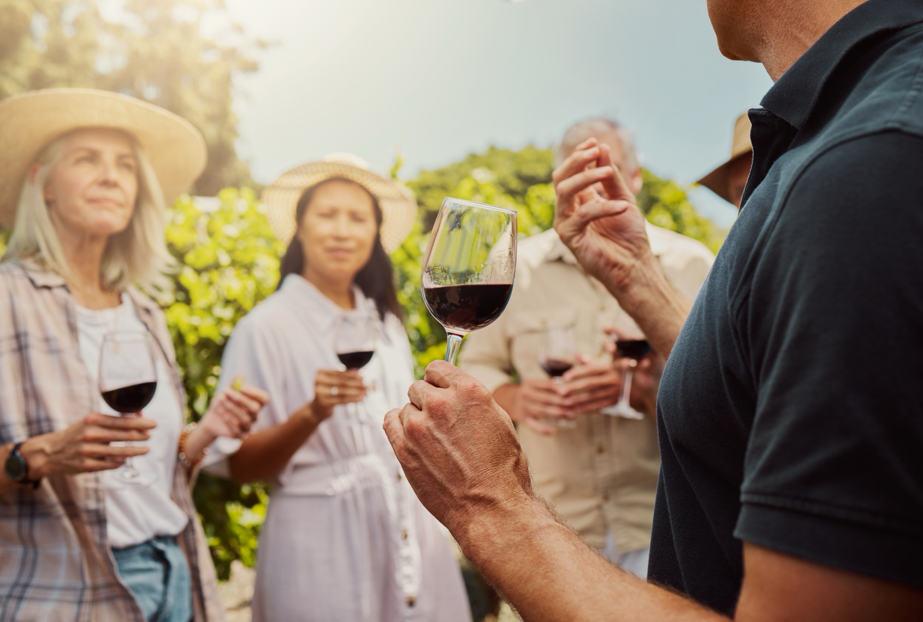 Les vignobles du Languedoc